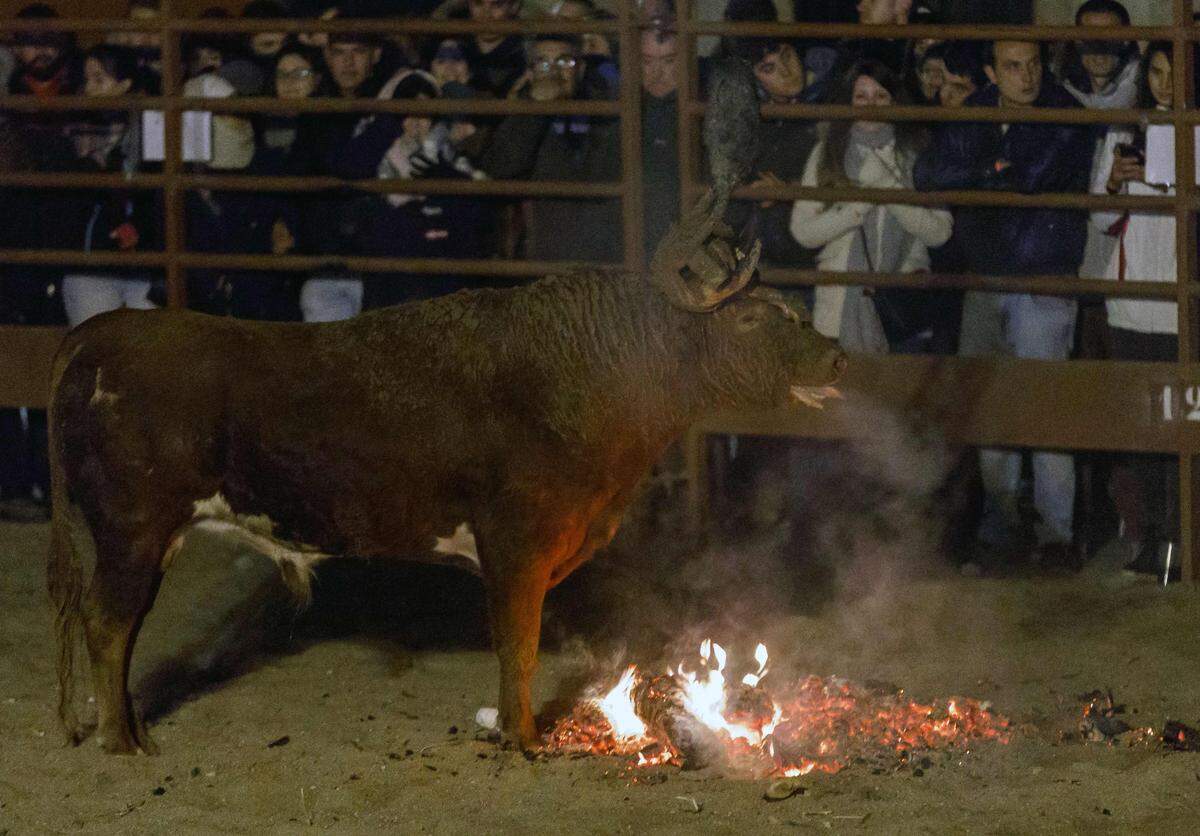 Seit Oktober 2014 hat die Organisation Peta eine Petition gegen den Brauch online.    