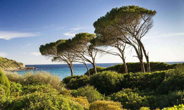 Klassischer Anblick: Pinien am Golf von Cagliari. 