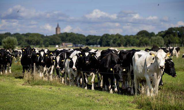 Der niederländische Staat will die Zahl der Nutz­tie­re um ein Drit­tel ver­rin­gern