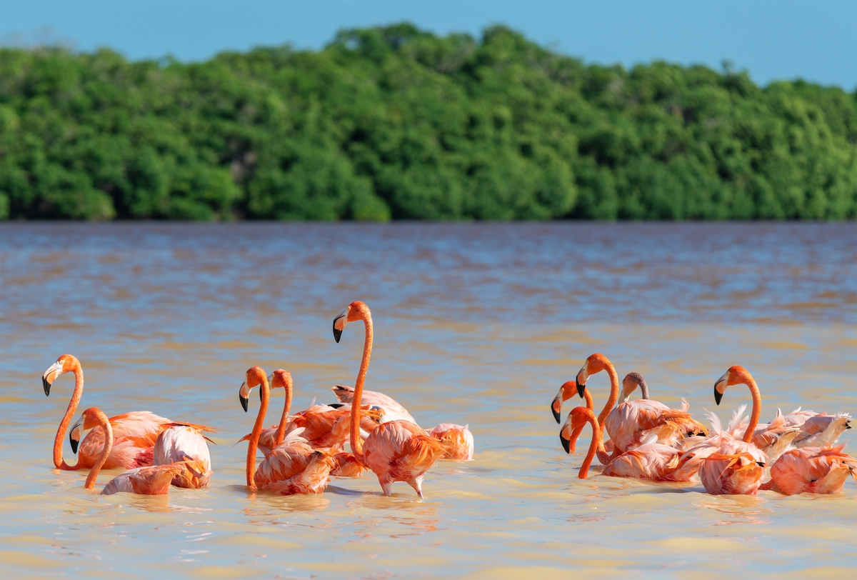 Wie Pinselstriche in Pink beleben Flamingos die Lagunen von Celestún und verleihen der Küste Leuchtkraft.