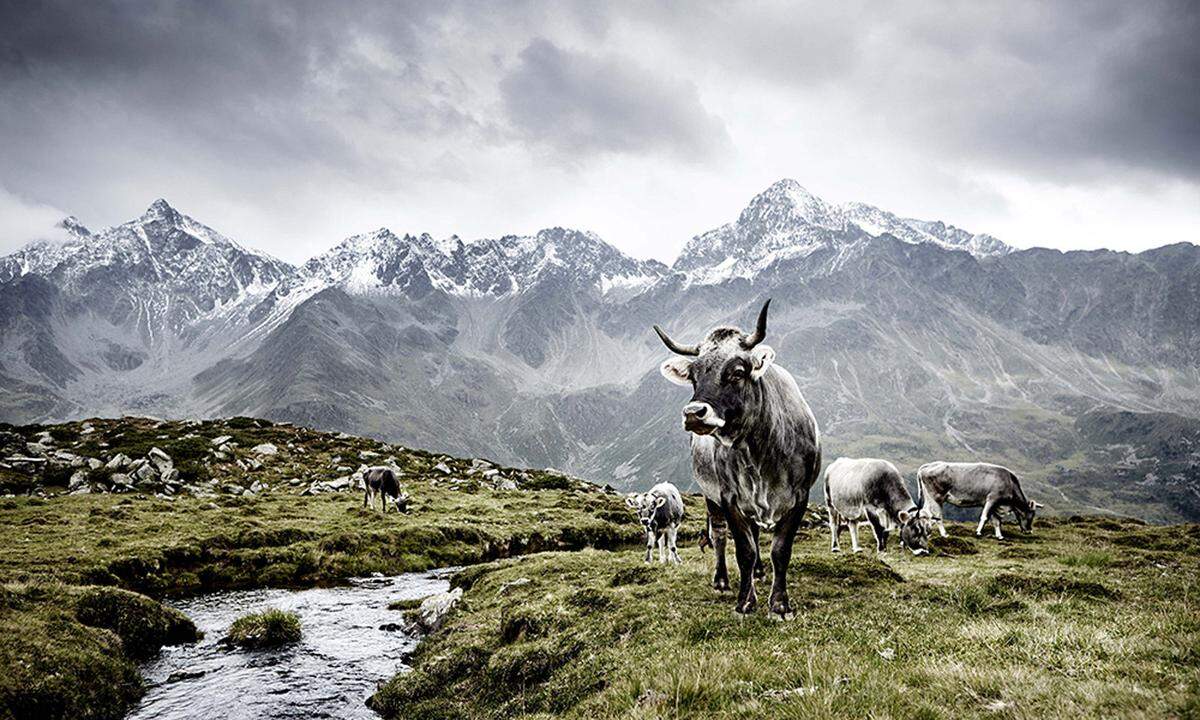 Silbriggrau glänzt das Fell des Tiroler Grauviehs, das im östlichen Alpenraum heimisch ist. Ein Großteil des österreichischen Grauvieh-Bestands wird über 1000 Metern gehalten. Die genügsamen Tiere können das ganze Jahr im Freien gehalten werden.