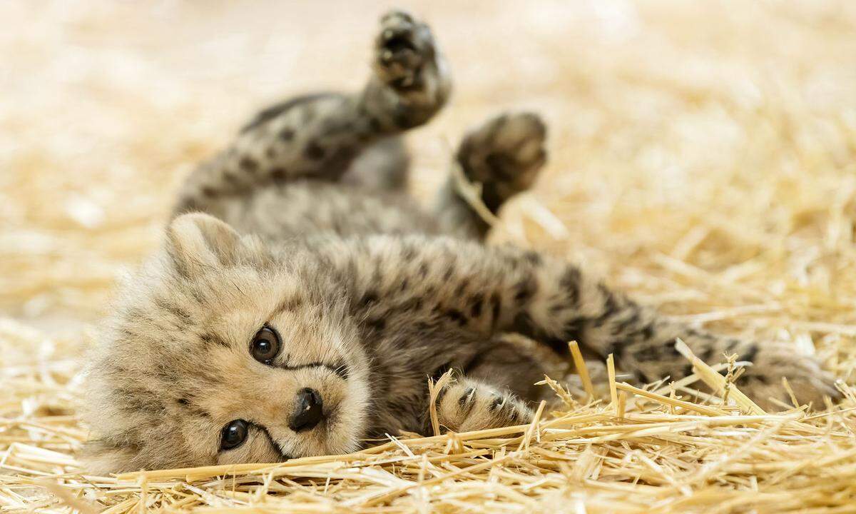 Besucher können nun bereits ein Auge auf den Nachwuchs werfen, denn inzwischen hüpfen die vier winzigen Kleinkatzen schon verspielt durchs Stroh oder auf Mutter Afra herum. Der Gepard steht als "gefährdet" auf der Roten Liste. Der Verlust von Lebensraum in der afrikanischen Savanne macht der Raubkatze zu schaffen. Zoos züchten Geparde im Rahmen eines Europäischen Erhaltungszuchtprogramms.