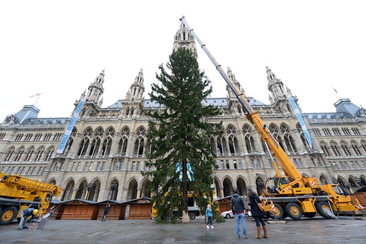 Der Weihnachtsbaum kommt aus der Steiermark, ist circa 100 Jahre alt und 30 Meter hoch. Festlichen Schmuck erhalten wie immer auch die Bäume im angrenzenden Rathauspark. Diese werden mit Schneemännern, Kugeln, Eicheln oder Herzen ausstaffiert. Heuer klettert sogar ein Tausendfüßler durch das Geäst.