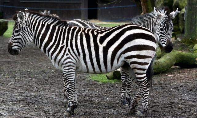 POLAND ANIMALS ZOO  