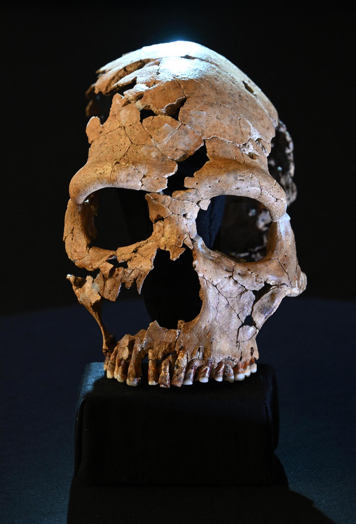 Neanderthals died out 40,000 years ago. Before that, they interbred with modern humans and Denisovans (Image: 75,000-year-old skull of a Neanderthal woman).