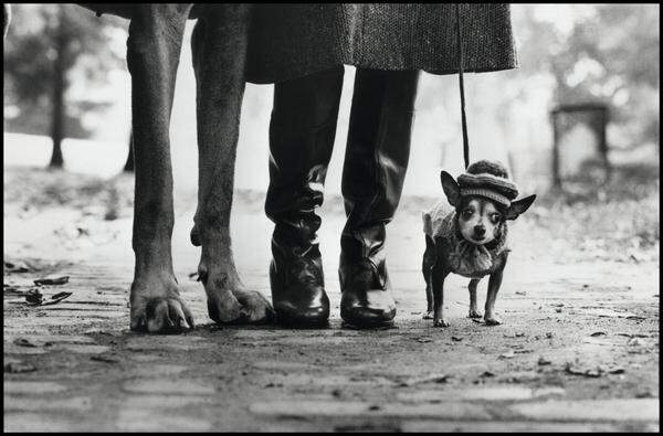 ... Hunde ein vielgeliebtes Motiv des in New York lebenden Fotografen.