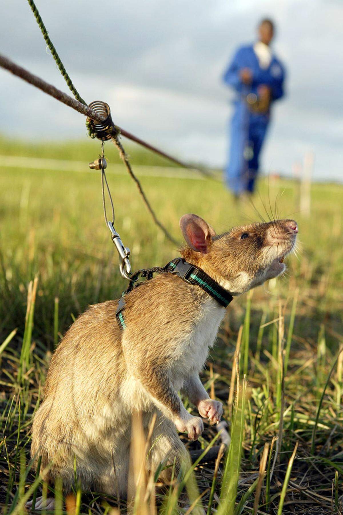 Andere Staaten bevorzugen Ratten zur Minensuche, weil sie einfacher und billiger zu halten sind. Außerdem sind sie zu leicht, um Minenexplosionen auszulösen.