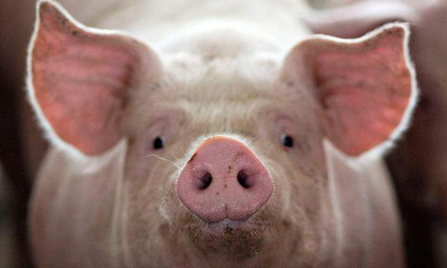 Bei dem neuen Erreger handelt es sich um einen Ableger der Schweinegrippe aus dem Jahr 2009.