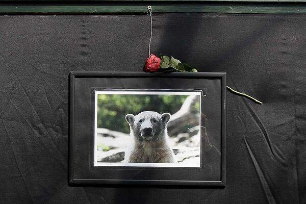 Eisbär Knut aus dem Berliner Zoo ist im Alter von vier Jahren gestorben. Todesursache ist eine Hirnentzündung, in deren Folge Knut ertrunken ist. Der Eisbär war ein Medienstar.