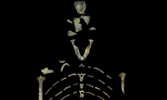 Lucy war ein Australopithecus, 1,1 Meter hoch, 29 Kilo schwer. Sie lebte vor fast 3,2 Millionen Jahren.