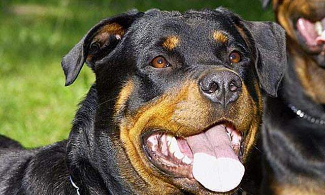 Vierjaehrige gebissen Rottweiler wird