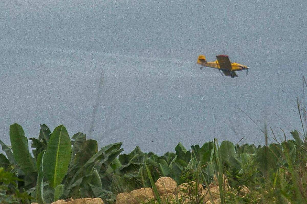 Besonders gefährlich für Feldarbeiter sind die Pestizidsprühungen aus Flugzeugen. Einmal pro Woche ziehen die Propellermaschinen ihre Kreise über den Plantagen. Sie gefährden damit nicht nur Arbeiter auf den Feldern, sondern kontaminieren auch Siedlungen, Felder und Gewässer in der Umgebung - die Chemikalien sind höchst giftig. Zum Einsatz kommen Mittel, die in der EU nicht zugelassen sind oder als krebserregend gelten. 