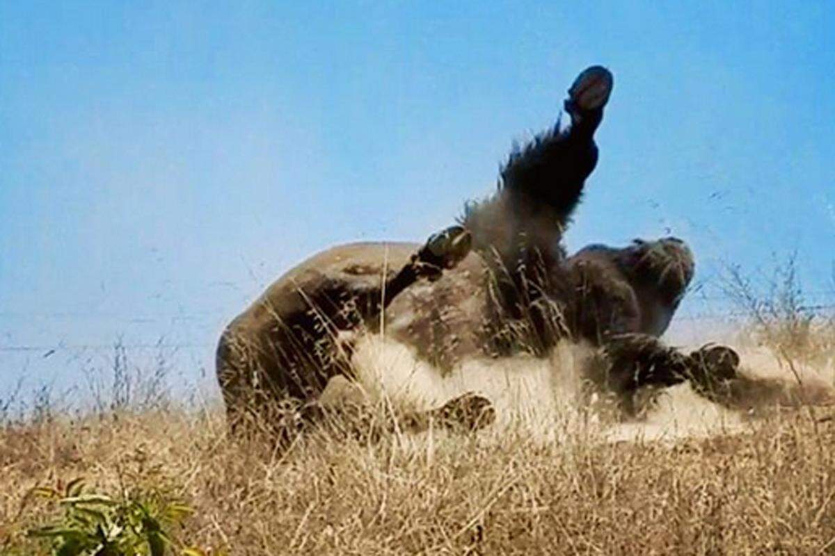 Den Wünschen der Inselbewohner, für die die Tiere Wahrzeichen und willkommener Touristenmagnet sind. Den Bedürfnissen der vielen einheimischen Tiere und Pflanzen, die auf Catalina Island leben.