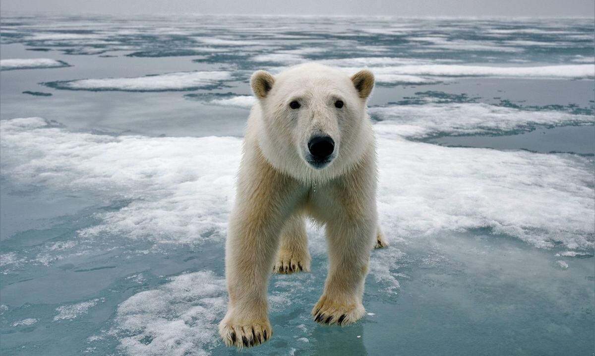 Im vergangenen Oktober erreichte das Packeis des zugefrorenen Polarmeeres seine drittgeringste Ausdehnung seit 1979. Somit verblieb den Eisbären (Bild) auch heuer wenig Zeit, um auf dem Eis zu jagen und sich Fettreserven für den Sommer anzufressen. Abhilfe könnten laut WWF nur eine starke Reduktion der CO2-Emissionen und ein strenger Schutz der Arktis schaffen.  