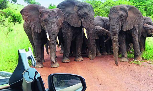 Kann passieren. Elefantenblockade im Akagera-Nationalpark, nahe von Nicoles Magashi-Camp