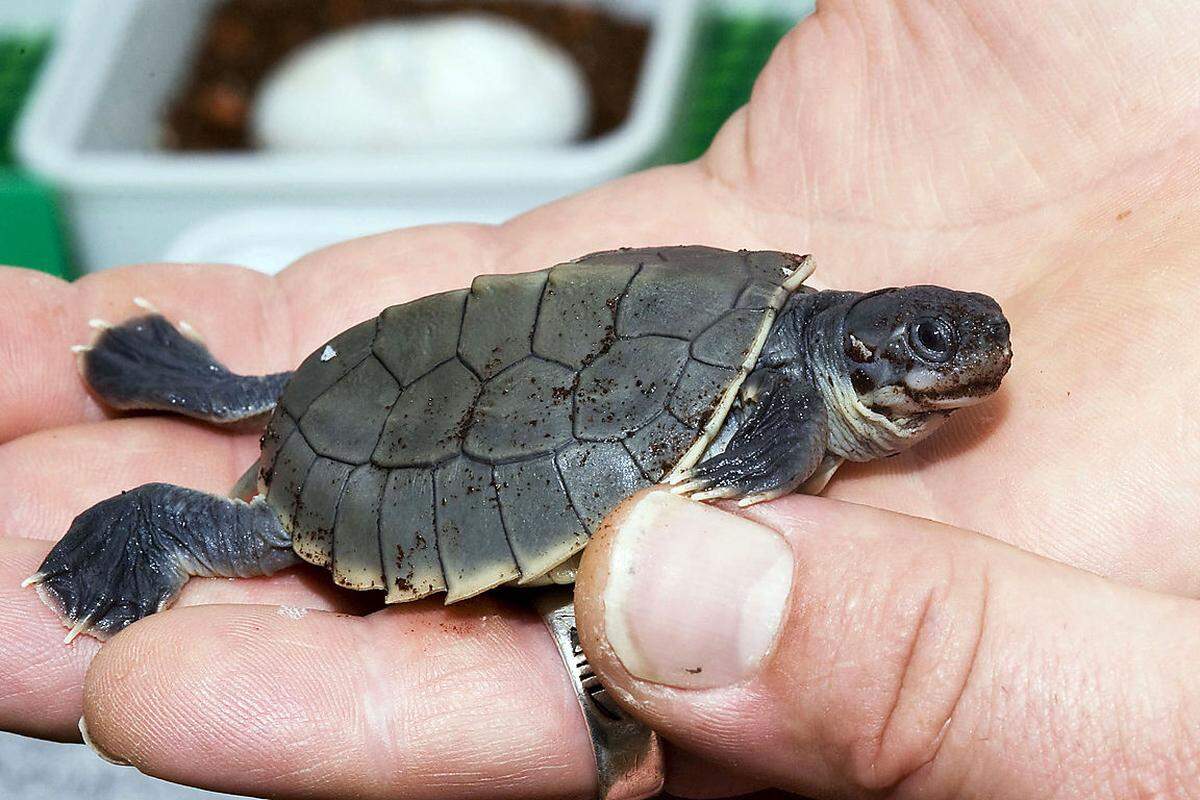 Die Sensation. Die Batagur-Schildkröte ist ein stiller Star: Sie ist vom Aussterben bedroht, da ihr Fleisch und ihre Eier als Delikatesse gelten. Weltweit gibt es nur 20 Exemplare. Im Juni jubelte Schönbrunn über eine Sensation, die aber eher Zoologen fasziniert: Die weltweit erste Nachzucht der Wasserschildkröte ist geglückt.