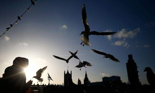 Seagulls fly over the South Bank opposite the Houses of Parliament in London