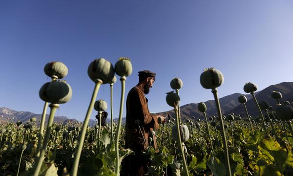 Aufgrund des Verbots in Afghanistan bricht die Opium-Produktion ein.