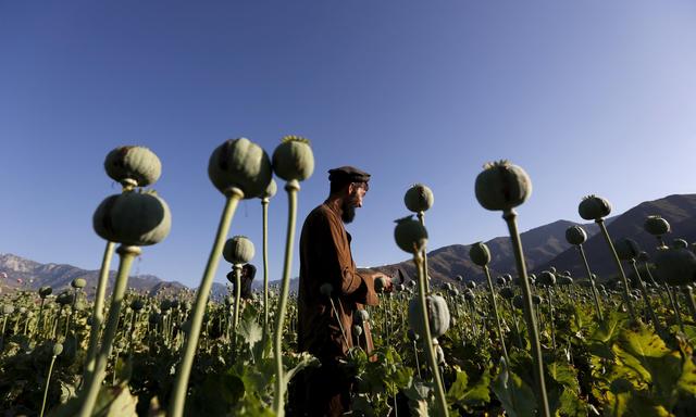 Aufgrund des Verbots in Afghanistan bricht die Opium-Produktion ein.