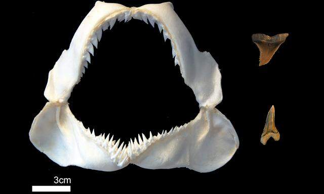 Das Kiefer eines Fossilhais. Daneben: Zähne seiner vor fünf bis 20 Mio. Jahren lebenden Vorfahren.
