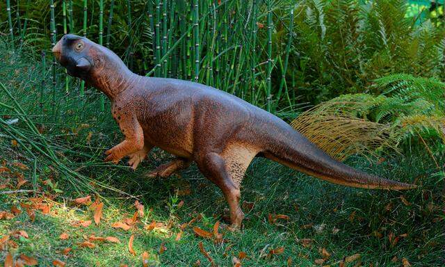 An artist´s illustration of Psittacosaurus, a little dinosaur with a parrot-like beak and bristles on its tail that roamed thick forests in China about 120 million years ago