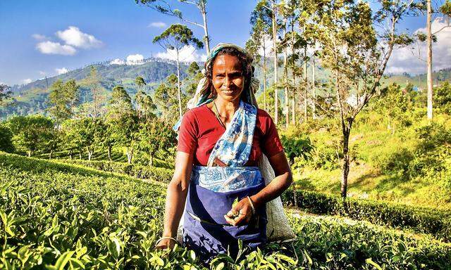 Von Kandy aus windet sich die Eisenbahnlinie durch das Hochland. Den Tee gibt es hier nur, weil die englischen Kolonialherren in „Ceylon“ auf den Anbau von „Camellia sinensis“, die Teepflanze, setzten. 