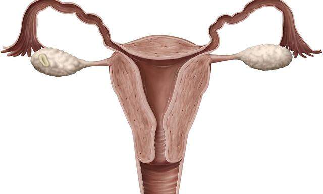 The female genital system essentially comprises the internal organs ovaries fallopian tubes uteru