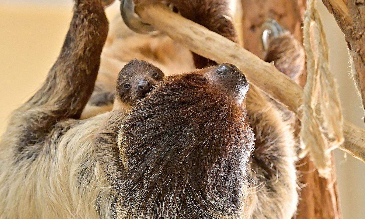 31. Jänner:  Es gibt Nachwuchs bei den Faultieren in Schönbrunn. Noch klammert sich das Jungtier am Fell seiner Mutter fest und versteckt sich meistens. Es wurde am am 21. Jänner geboren und ist bereits 20 Zentimeter groß. Manchmal lässt es sich im Vogelhaus, wo die Faultierfamilie untergebracht ist, schon blicken.