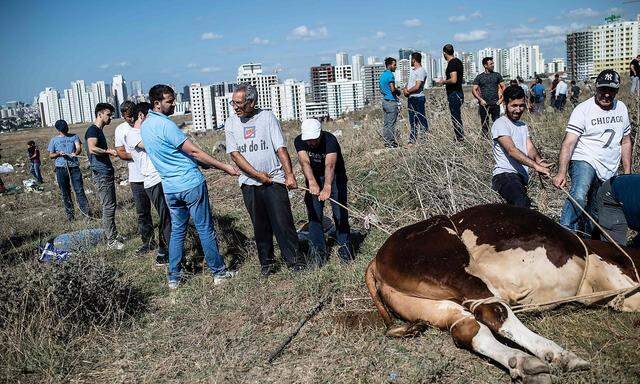 Das Schlachten von Tieren gehört zum muslimischen Opferfest dazu - hier in Istanbul -, was zu Kritik von Tierschützern führt.