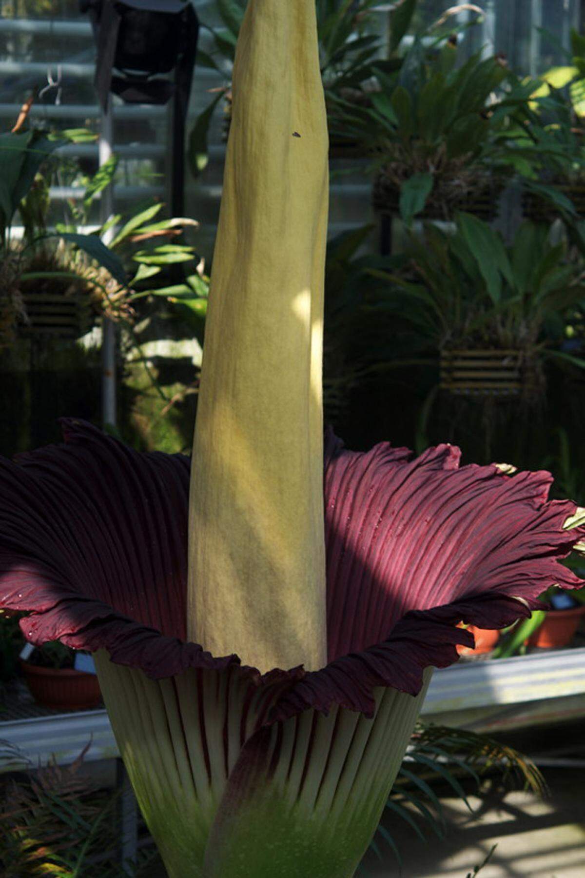 Die Riesenblume im Botanischen Garten der Universit&auml;t Basel begann sich am Sonntag (28. September 2014) zu &ouml;ffnen. Nach sechs bis acht Stunden folgt dann die ber&uuml;hmt-ber&uuml;chtigte Stinkphase.