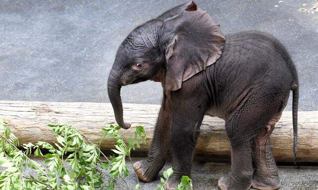 Ein fünf Tage altes Elefantenbaby im Tiergarten Schönbrunn in Wien. "Babyelefant" ist das österreichische Wort des Jahres 2020. 