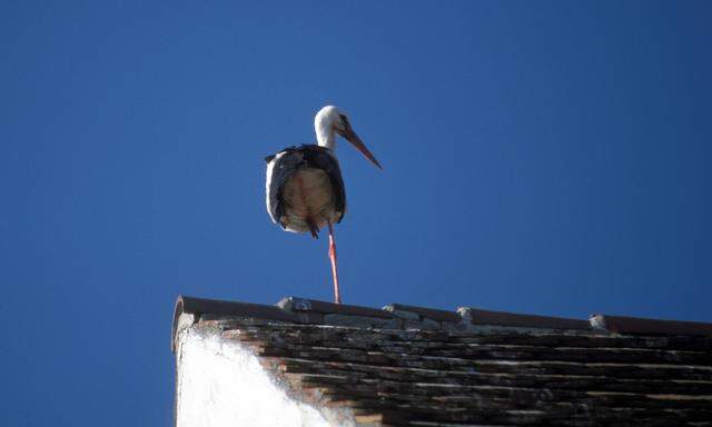 Symbol der Stabilität: Weißstorch auf einem Bein. Auch die Börsen halten sich trotz Unsicherheiten derzeit sehr stabil.