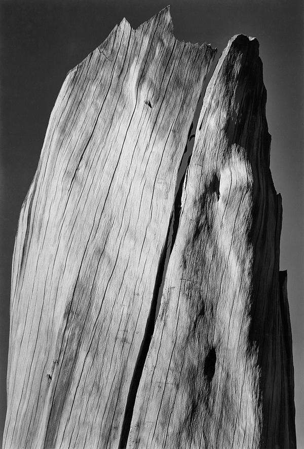ANSEL ADAMS (1902-1984) White Stump, 1936 Gelatin silver print 49,3 x 33,4 cm © 2011 The Ansel Adams Publishing Rights Trust