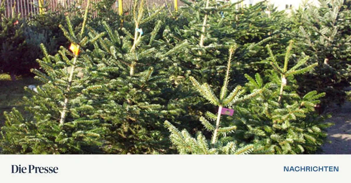 Wo stand der erste Christbaum Wiens?