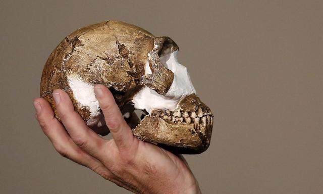 Archivbild: Schädel eines Homo naledi  