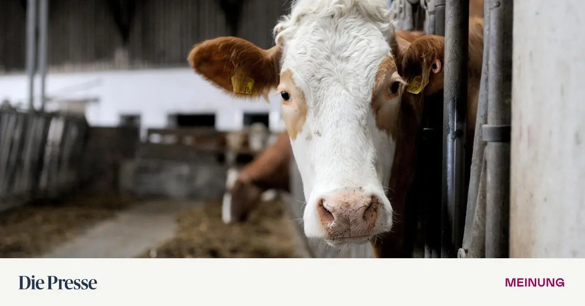 Das-bl-deste-Vorurteil-ber-Wiener-premium-