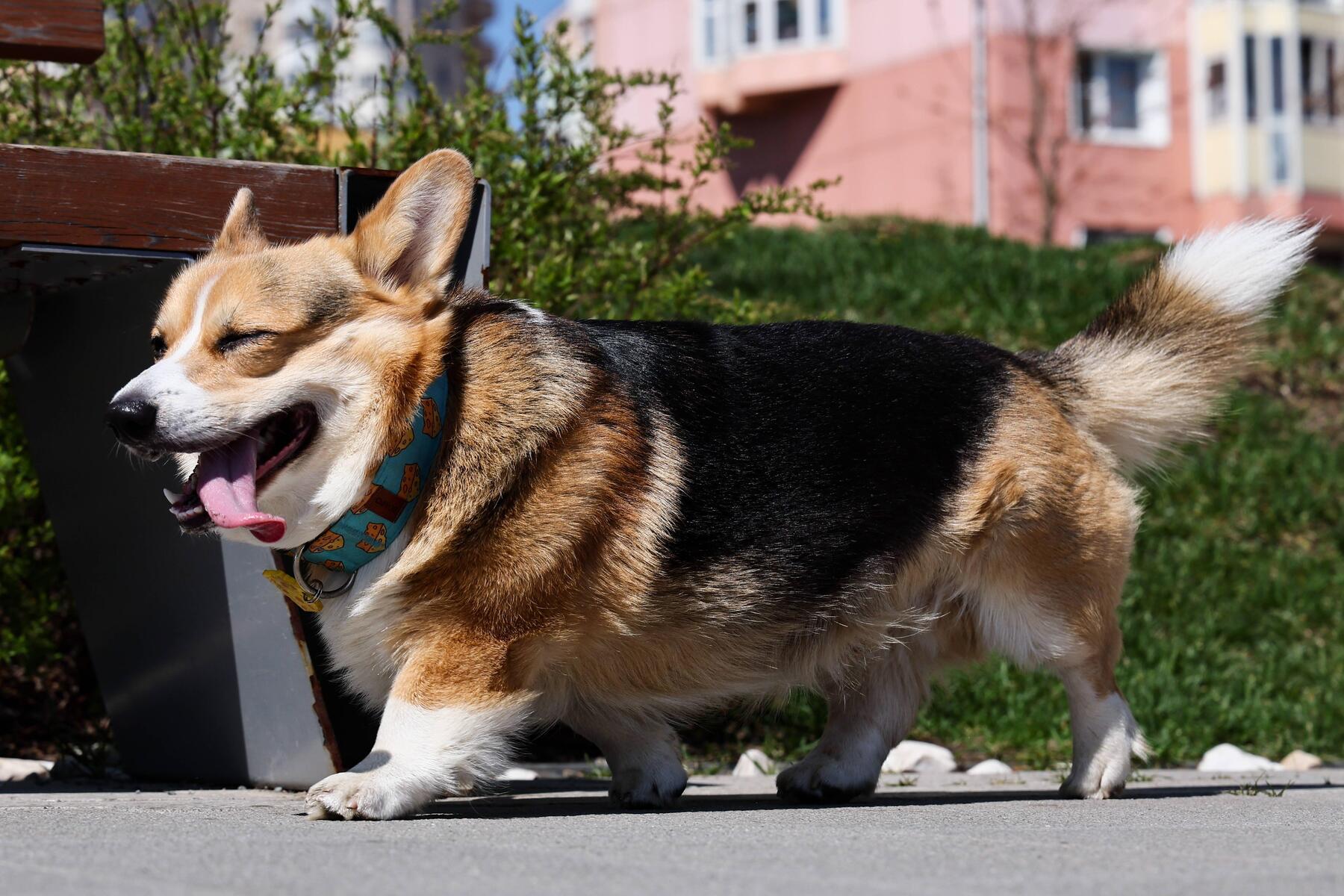 Beim Kaffeetrinken muss man nicht an den Hund denken [premium]
