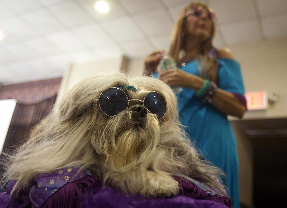 Die "Pet Fashion Show" ist auch eine Plattform für Designer wie Anthony Rubio. Er hat sich auf Entwürfe für Tiere spezialisiert und war mit einem Hunde-Outfit für umgerechnet 4.400 Euro bei der Show im vergangenen Jahr als "Designer des Jahres" ausgezeichnet worden. Das Geschäft mit den Tieren laufe gut, sagte er. Auf den Spuren von John Leonnon wandert dieser Shih Tzu.