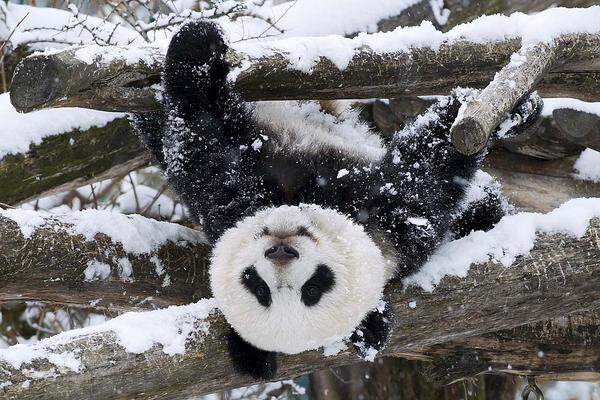 Der Schönbrunner Panda-Nachwuchs Fu Hu hat das Spiel im ersten Schnee sichtlich genossen ...