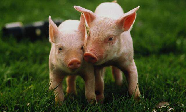 Kommunikation nach vorangegangener Hilfeleistung? Zwei Yorkshire-Schweine auf der Weide.