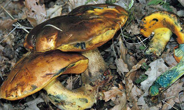 Er sieht dem Flockenstieligen Hexenröhrling zum Verwechseln ähnlich, Neoboletus xanthopus ist aber eine eigene Art.