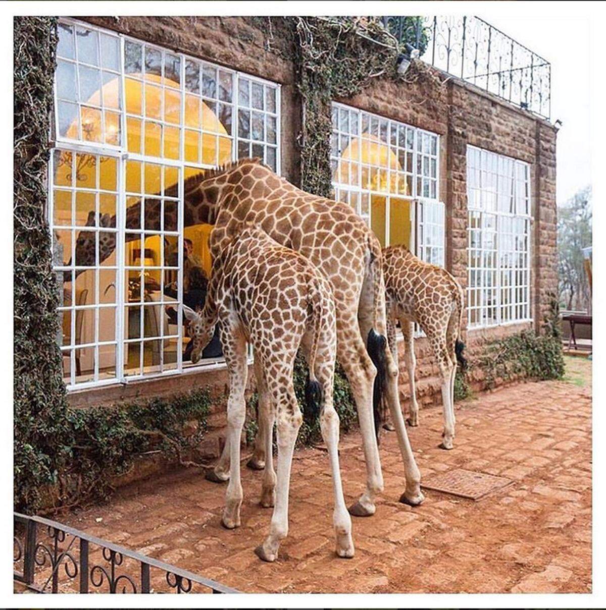 Giraffe Manor, Nairobi, Kenia  Wer schon immer einmal mit einer Giraffe Frühstücken wollte, der kann das in Giraffe Manor machen. Die Tiere dürfen sich am Grundstück frei bewegen und stecken ihre langen Hälse gerne ins Haus. I In den 1970er-Jahren wurde das Anwesen von Naturschützerin Betty Leslie-Melville erworben und als Zuchtprogramm aufgebaut. Hier übernachteten schon berühmte Gäste wie Brooke Shields oder Ellen DeGeneres.