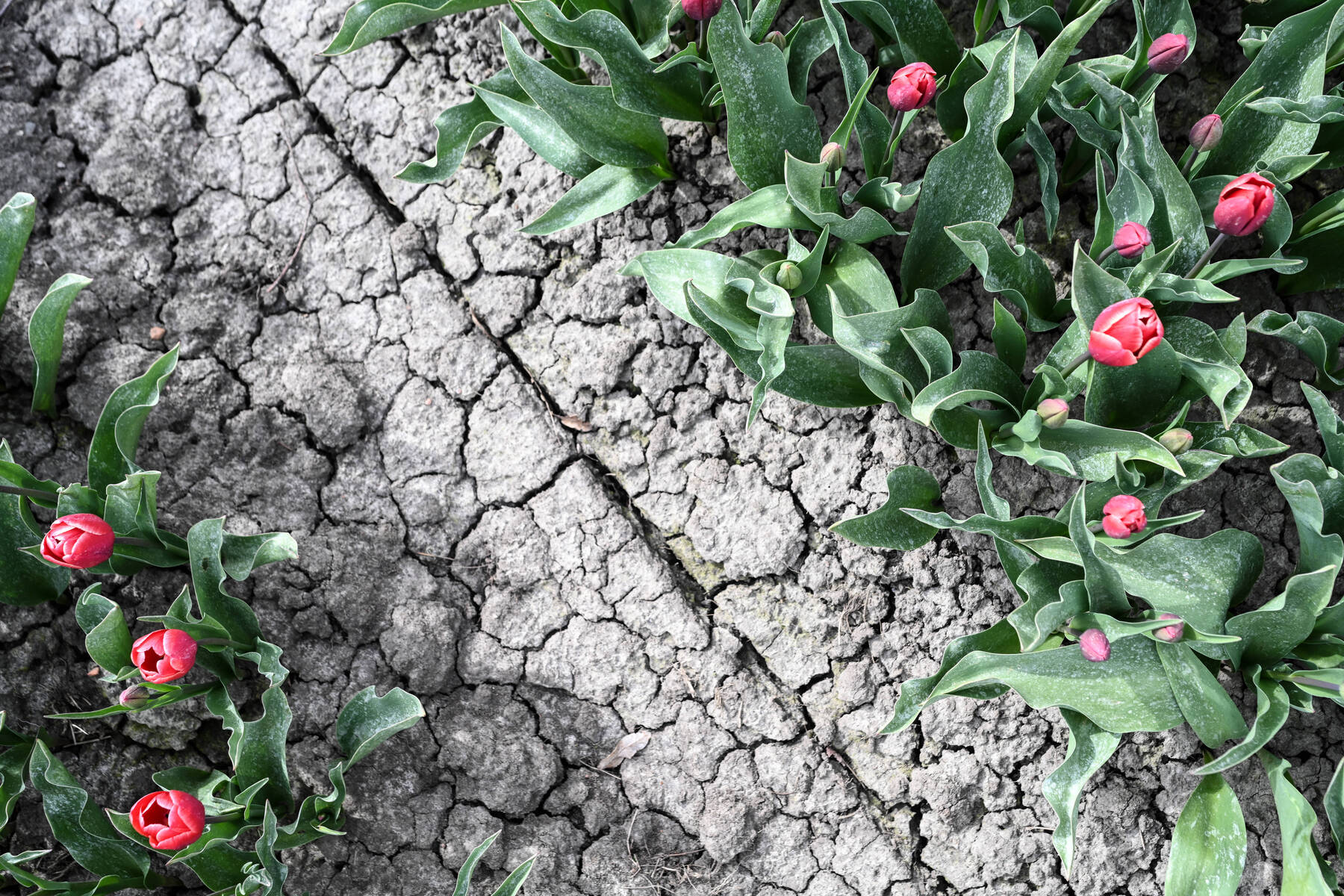 Netherlands Faces Water Crisis as Limburg Declared 'Red Zone'