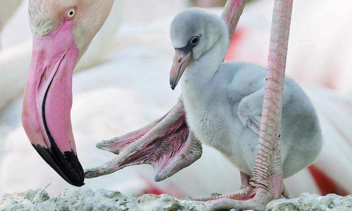 2. Mai. Gleich 12 Küken sind bei den Flamingos im Wiener Tiergarten Schönbrunn sind zwischen 11. April und 2. Mai geschlüpft. Weitere Eier werden noch bebrütet, berichtet der Zoo.