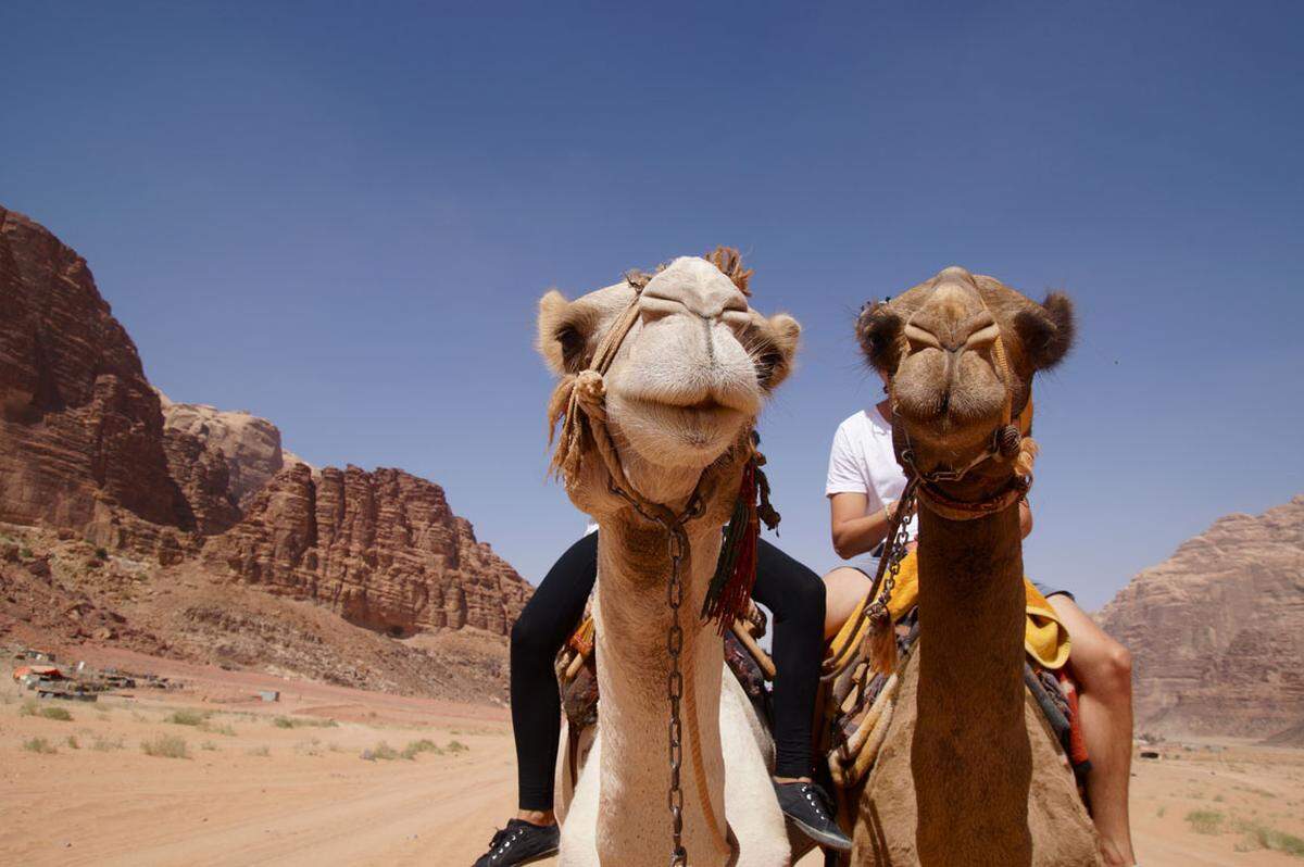 Auch wir waren vorwiegend mit Kamel unterwegs.