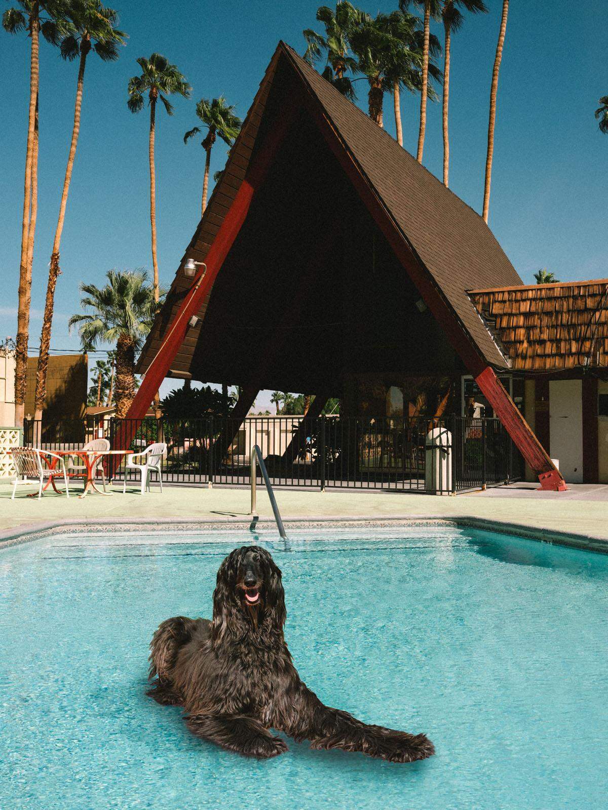 Die neue Serie zeigt schwimmende afghanische Windhunde, die aus Tierheimen gerettet wurden und während der Hitzewelle in kalifornischen Schwimmbädern entspannen, erklärt der Fotograf.  