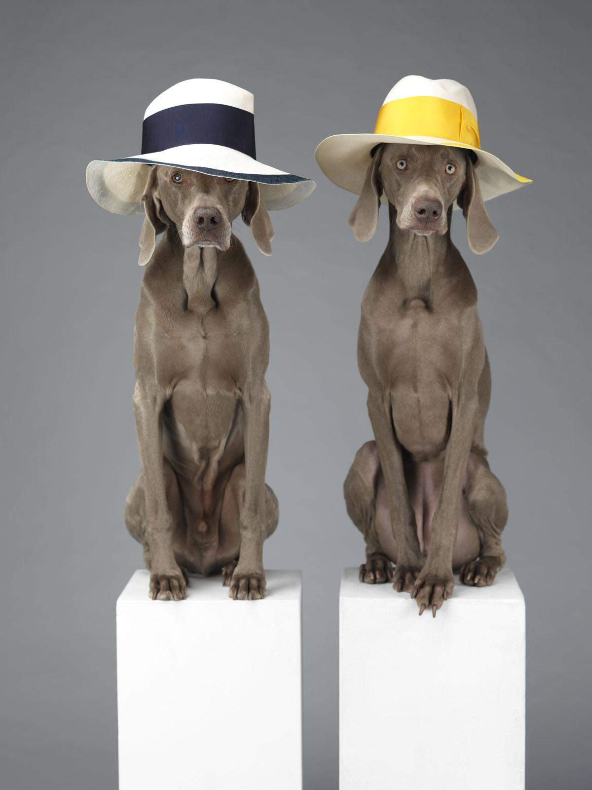 Ein Kapitel nennt sich "Vogue". Zu sehen: distinguiert blickende Weimaraner mit Handtaschen als Hüten, eine Hundepfote in einem Highheel, oder ein Hundekopf, dessen Gesicht sich in einem rotem Pullover verbirgt: Fast wie eine One Minute Sculpture von Erwin Wurm.