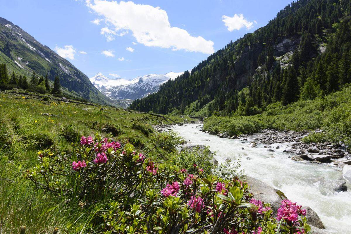 In alpinen Lagen können kältenangepasste Pflanzen in größeren Höhen vordringen und dort einen Zuwachs der Artenvielfalt bewirken. Die zunehmende Fragmentierung von Populationen kann aber auch zu lokalem Aussterben führen.