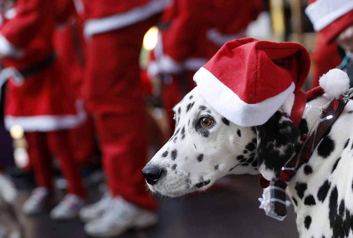 Traditionelle Santa Claus-Läufe gibt es überall auf der Welt, im britischen Loughborough waren heuer überdurchschnittlich viele Vierbeiner im Rennen.