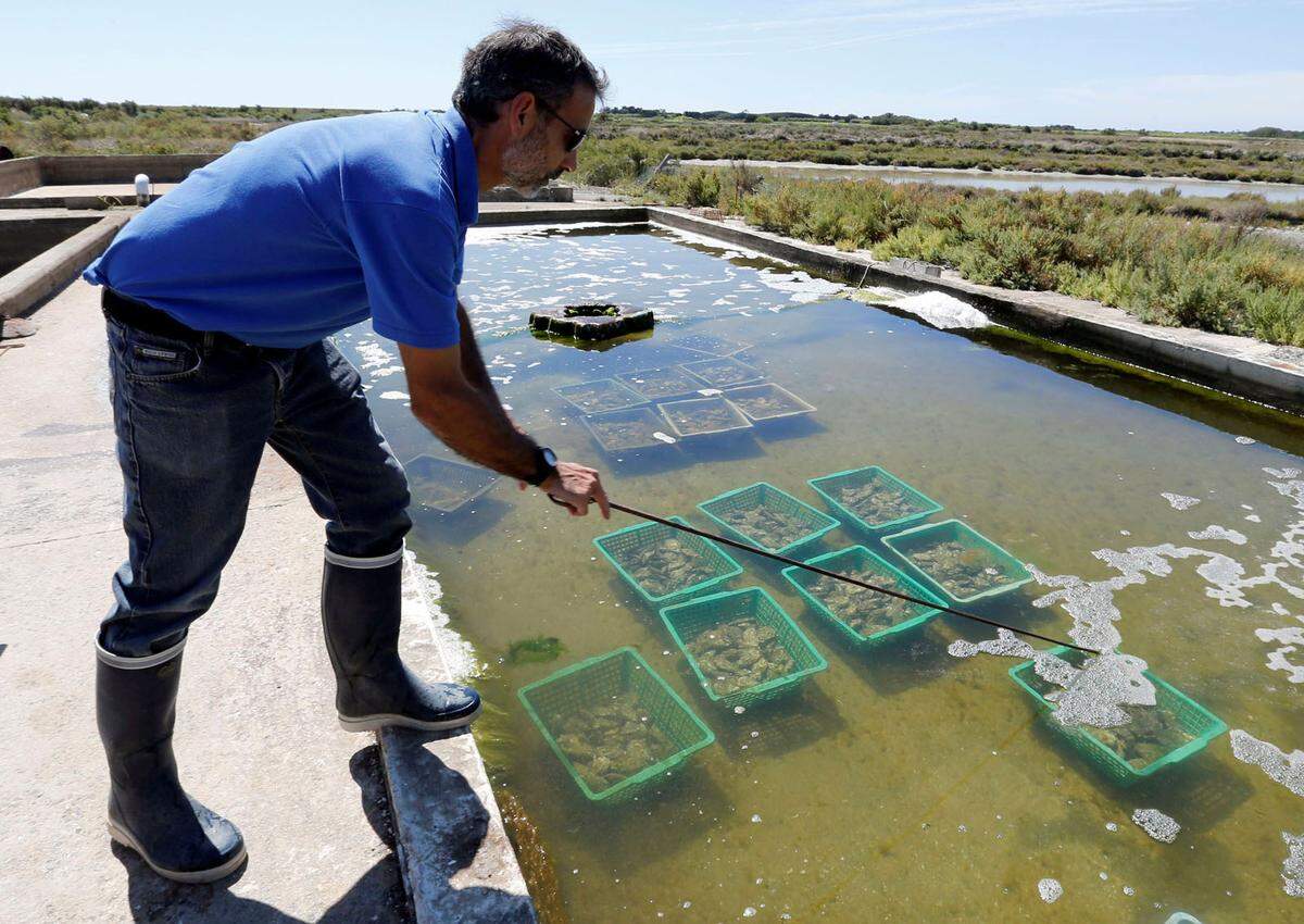 Für den Austernzüchter ist der Automat in erster Linie also eine neue Einnahmequelle neben den üblichen Fischhändlern, Supermärkten und seinem eigenen Geschäft. 